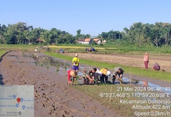 Penanaman bibit padi bersama petani binaan 