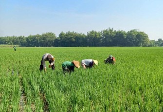 Penyiangan gulma persawahan wilayah desa binaan 
