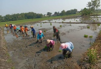 Penanaman bibit padi bersama petani binaan