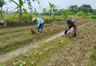 Babinsa Koramil 1710-02/Timika Bantu Petani di Wilayah Binaan Menyiapkan Lahan Pertanian 