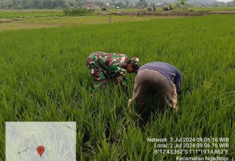 Pendampingan petani wilayah desa binaan 