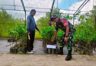 Babinsa Koramil Timika Bersama Dinas Pertanian Mimika Siapkan Pohon Untuk Program Penghijauan
