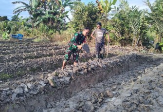 Babinsa Mapurajaya Bantu Pembuatan Bedengan 