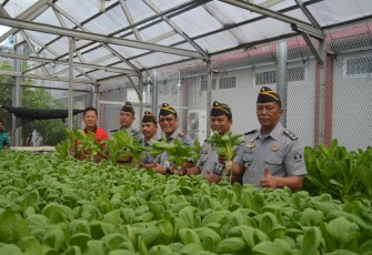Lapas Kelas I Medan Panen Raya Tanaman Hidroponik