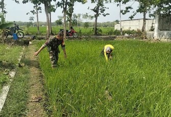 Pembersihan gulma di lahan pertanian petani binaan 