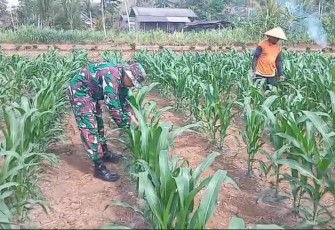 Penanganan hama ulat tanaman jagung petani desa binaan