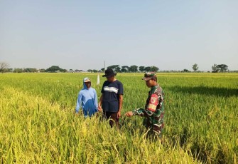 Pendampingan petani wilayah desa binaan 