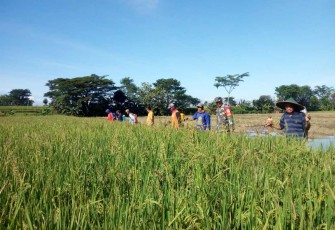 Penyemprotan hama bersama petani desa binaan 