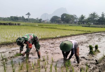 Bantu tanam padi warga binaan 