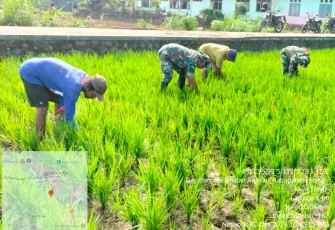 Babinsa Koramil 0801/03 Arjosari Lakukan Penyiangan Padi 