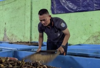 Petugas UPS Merdeka 2 Kelurahan Abadijaya melakukan pengayaan maggot. Selasa (3/9)