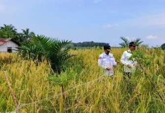 Wabup Pasbar saat Dampingi Liferdi Lukman Kunjungi Poktan Sumber Rezki