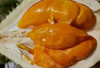 Durian Jenis Langka Varietas Unggul Lokal 