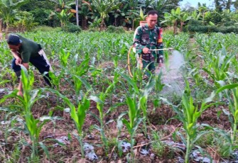 Babinsa Koramil 1710-07/Mapurujaya Bersama Petani Laksanakan Penyemprotan Pestisida di Tanaman Jagung