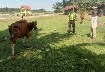 Serka Ardianus, Babinsa Koramil 02/KT, Kodim 0302/Inhu, saat melaksanakan komsos sekaligus pemantauan dan pengecekan kesehatan hewan ternak milik warga sebagai antisipasi wabah penyakit mulut dan kuku (PMK).