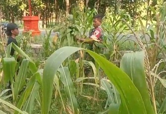 Babinsa Bantu Petani Merawat Tanaman Jagung