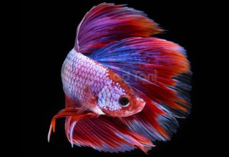 Ikan Cupang Hias 