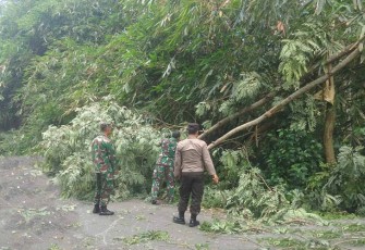Sinergi TNI-Polri, BPBD dan Warga saat Atasi Dampak Pohon Tumbang di Desa Sugihan, Trenggalek