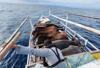 KN Ular Laut-405 Bakamla RI Selamatkan Kapal Terombang Ambing di Laut Flores