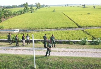 Produktivitas Padi di Mataraman Jawa Timur Meningkat