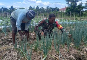 Koptu Miswanto Babinsa Koramil 07/Mapurujaya Kodim 1710/Mimika selaku Babinsa di Kampung Kaugapu, Distrik Mimika Timur, Kab. Mimika membantu petani merawat kebun sayuran daun bawang di lahan milik bapak Sudirman, Senin (13/1/2025)