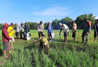 Babinsa Koramil 0805/05 Karangjati dan PPL bantu Petani Laksanakan Pemberantasan Hama Tikus