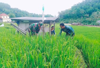 Babinsa Kodim Ponorogo Aktif Bantu Petani Rawat Tanaman Padi