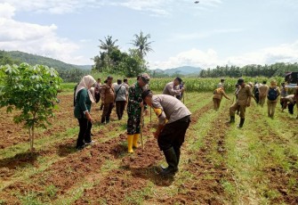 Tanam Jagung Sejuta Hektar
