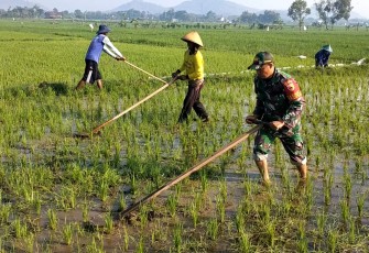 Babinsa Kodim Ponorogo Masuk Sawah Bantu Penyiangan Gulma