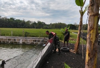 Peran Aktif Babinsa Pendampingan Budidaya Ikan Lele di Wilayah Binaan