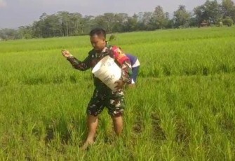 Sertu Hendrik Suprayogi selaku Babinsa Koramil 0801/02 Kebonagung membantu proses pemupukan tanaman padi, Kegiatan ini dilakukan bersama bersama Bapak Mujiadi Poktan Sido Mukti di wilayah binaan Desa Ketro, Kecamatan Kebonagung, Kabupaten Pacitan, Selasa (21/01/2025)