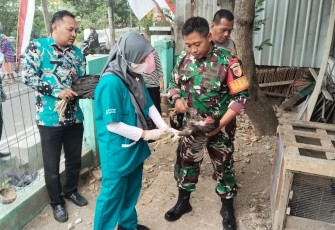 Babinsa Kelun Lakukan Pendampingan Vaksinasi Pengendalian Flu Burung pada Hewan Unggas