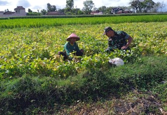Babinsa Kodim Ponorogo Dampingi Petani Rawat Tanaman Kedelai 