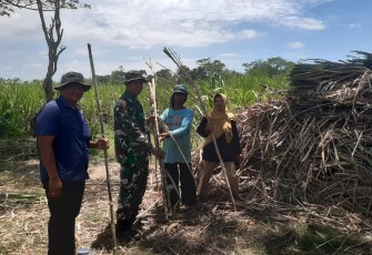 Babinsa Dampingi Petani Sumbergayam Tanam Tebu Bulu Lawang untuk Perkuat Swasembada Gula