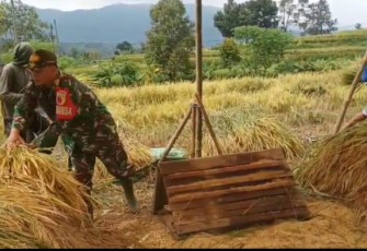 Anggota TNI Kodim Ponorogo saat Bantu Petani Panen Padi dan Komsos Sergab