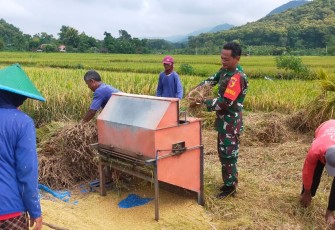 Anggota TNI Kodim Ponorogo saat Bantu Warga Panen dan Sosialisasi Sergab