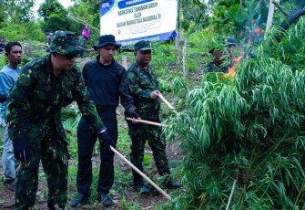 Pemusnahan lahan ganja