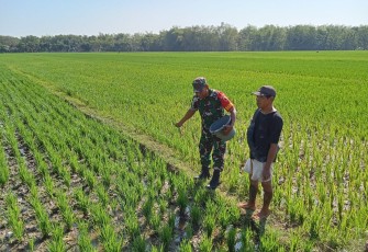 Babinsa Desa Sewulan saat Dampingi Pemupukan Padi Bersama Petani