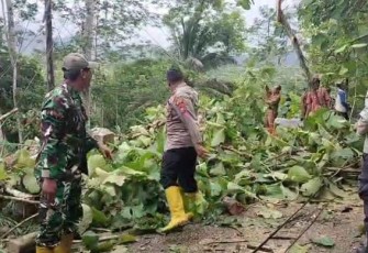 Babinsa Koramil Tulakan saat Bersihkan Pohon Tumbang.