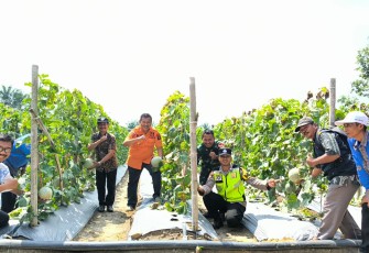 Bhabinkamtibmas Polsek Belitang III saat Cek Tanaman Melon Milik Masyarakat
