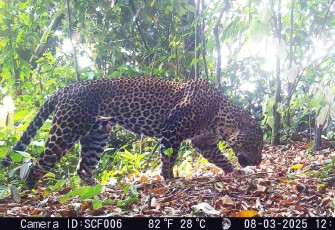 Macan Tutul Jawa di Sanggabuana, Kabupaten Karawang 