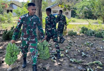 Bantu warga panen pisang di perbatasan 