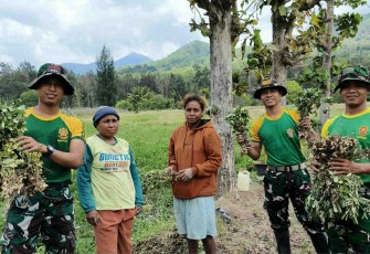 Personel Pos Fatubesi Atas Bantu Warga Panen Kacang
