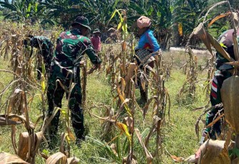 Panen jagung bersama warga alas selatan 