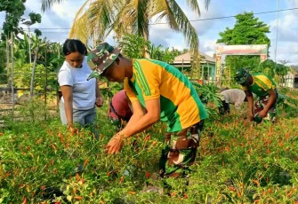Panen cabai bersama warga desa Motamasin 