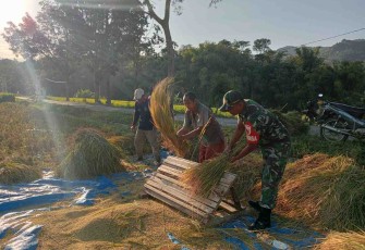 Panen padi petani binaan 