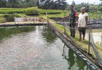 Budidaya ikan nila di wilayah desa binaan 