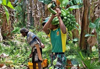 Pos Motamasin dan Warga Namfalus saat Panen Pisang 
