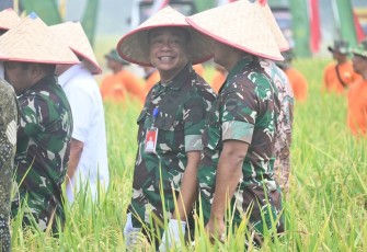 Danlanud Soewondo Hadiri Kegiatan Panen Raya Lahan Ketahanan Pangan.