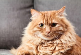 Kucing Oren